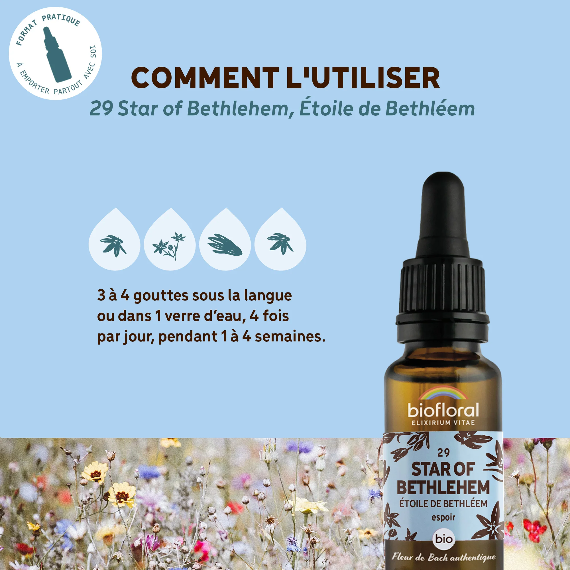 Fleur de Bach n°29 Star of Bethlehem, Ătoile de BethlĂ©em - Bio Demeter - Image 4