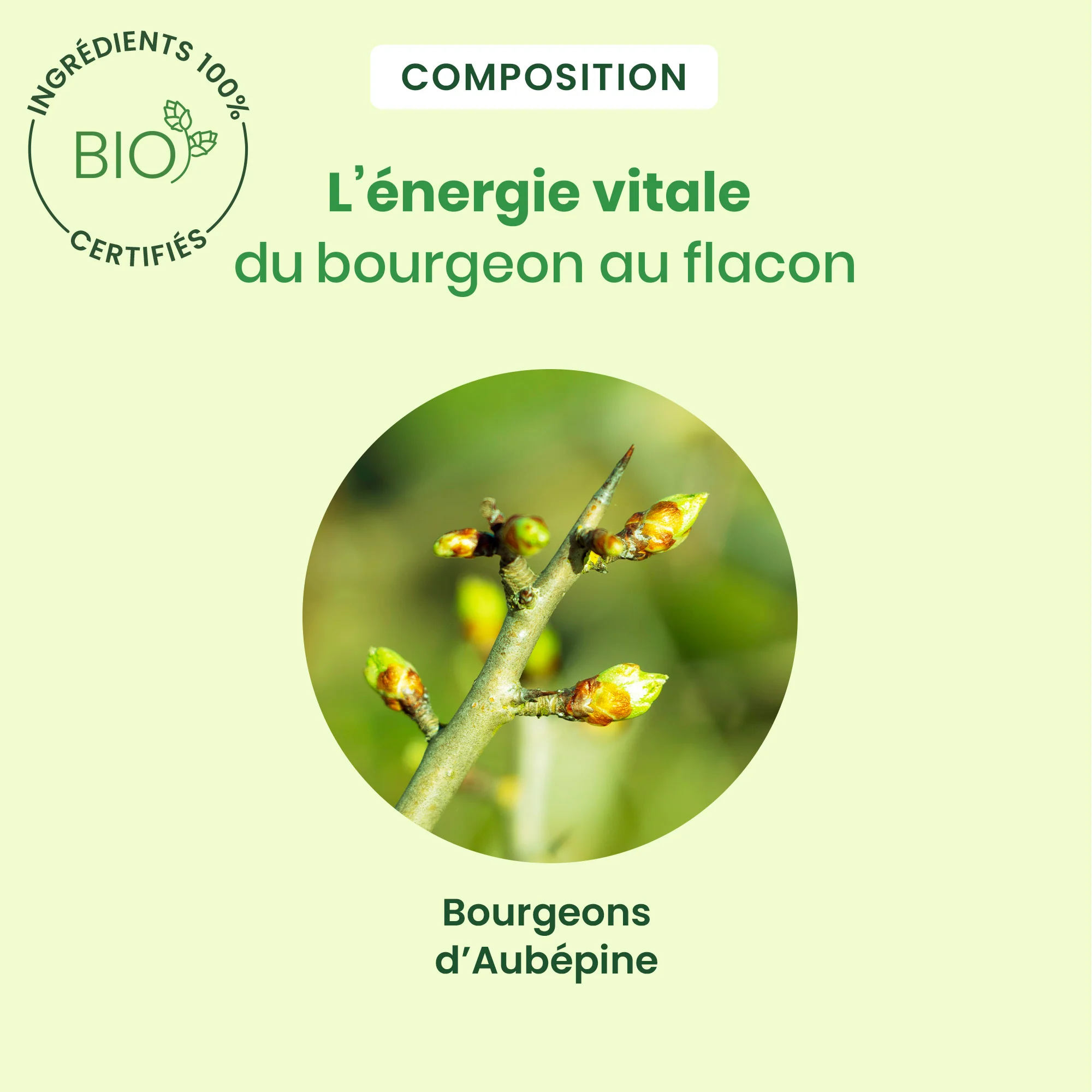 Bourgeon d'Aubépine - Bio - Image 4