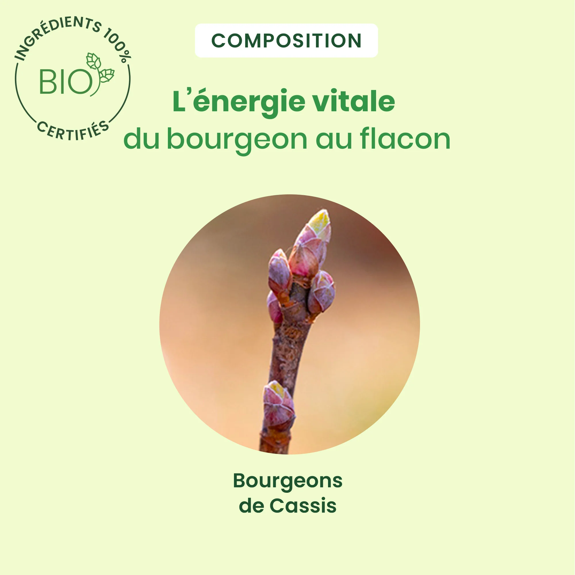 Bourgeon de cassis - Bio - Image 4