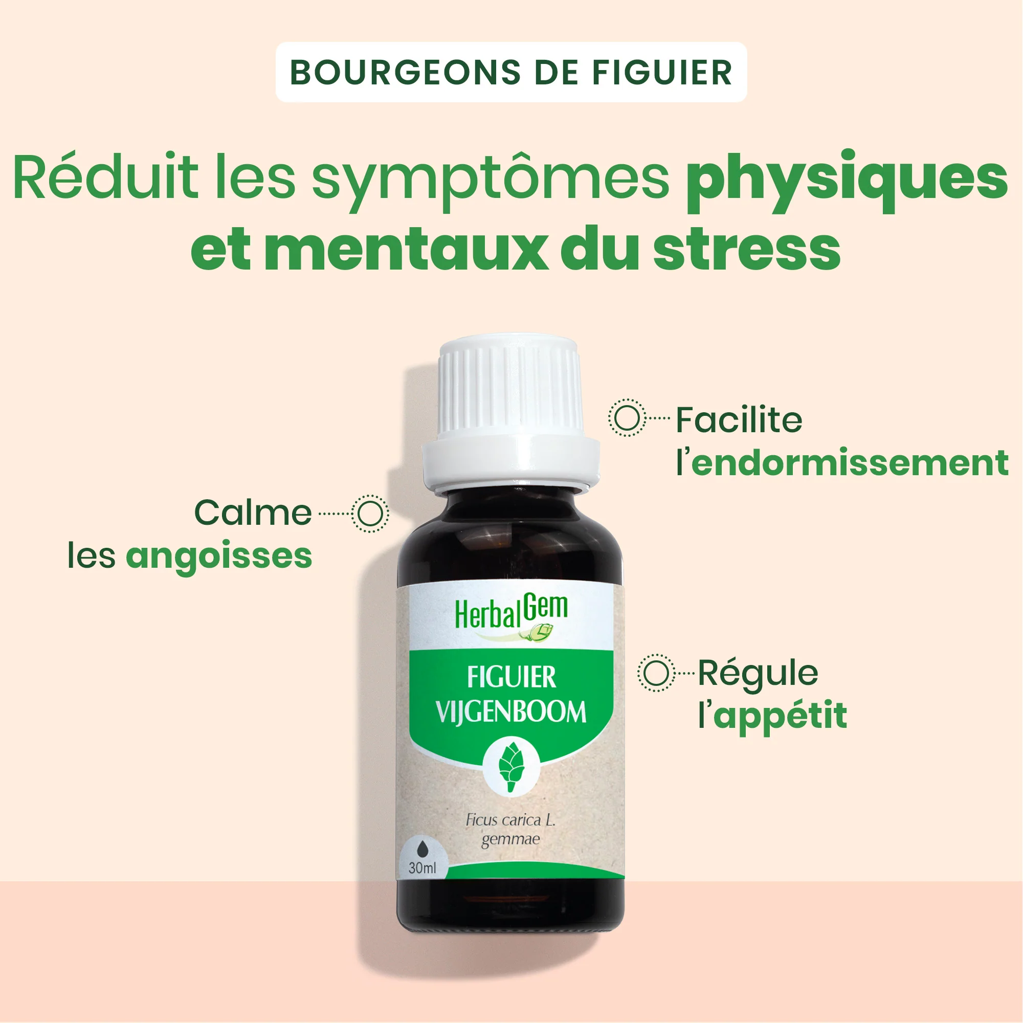 Bourgeon de figuier - Bio - Image 2