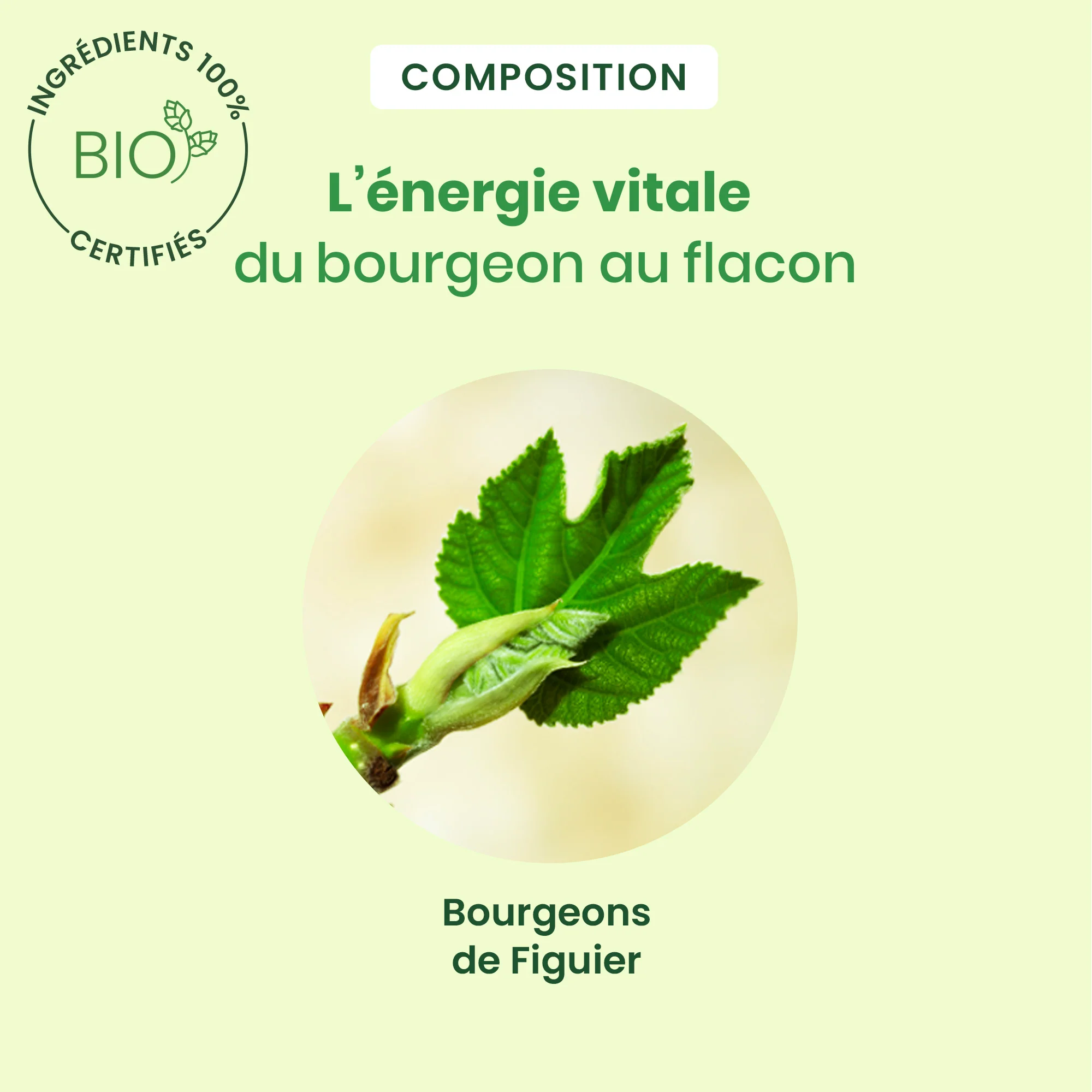Bourgeon de figuier - Bio - Image 4